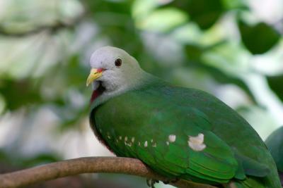 Green.jpg