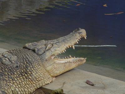 Crocodile Farm