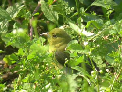 Scarlet Tanager