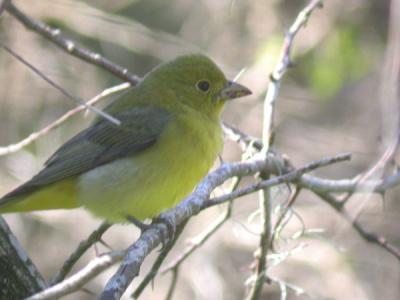 Scarlet Tanager