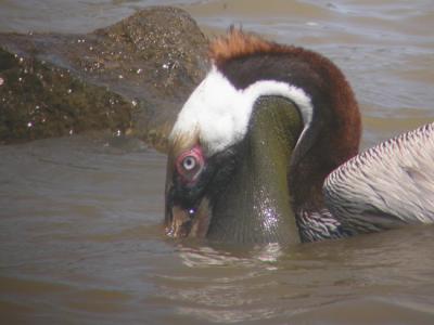 Brown Pelican