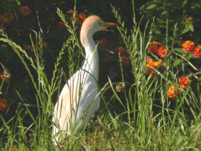 Cattle Egret