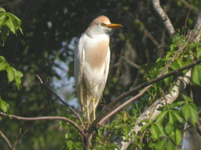 Cattle Egret