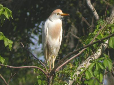 Cattle Egret