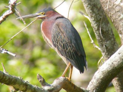 Green Heron