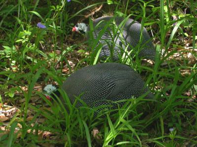 Helmeted Guinefowl