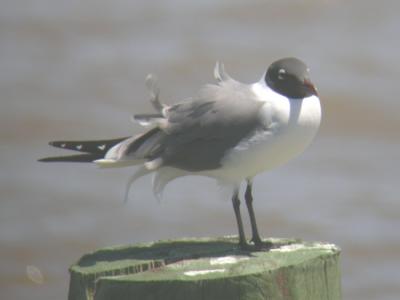 Laughing Gull