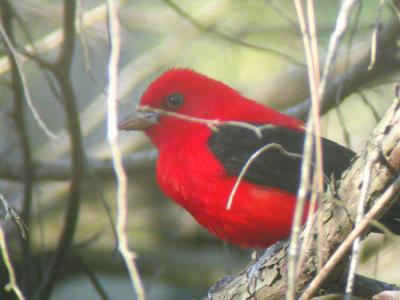 Scarlet Tanager