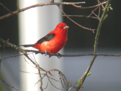 Tanagers