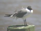 Laughing Gull