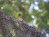 Northern Parula