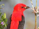 Scarlet Tanager