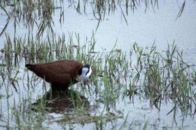 u17/mdbonh/medium/20258067.AfricanJacana.jpg