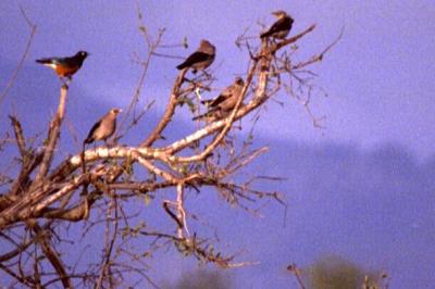 Birds