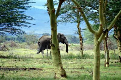Elephant Amboseli Lodge