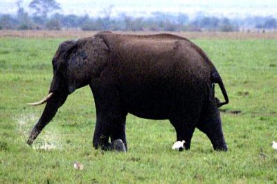 Elephant with Water