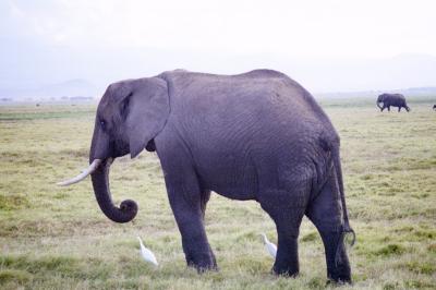 Elephant