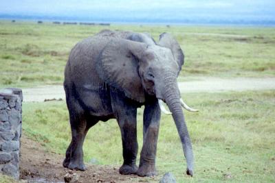 Elephants by Wall