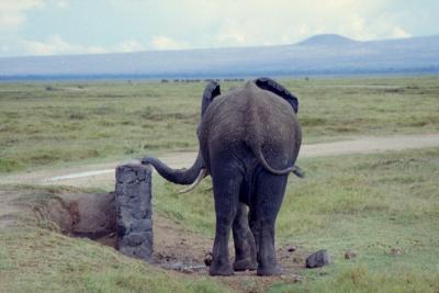 Elephants by Wall