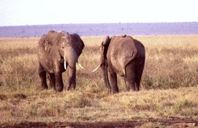 Elephants Playing