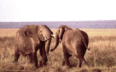Elephants Playing