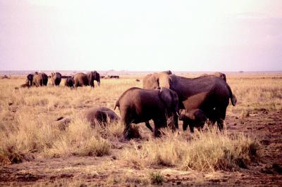 Elephants