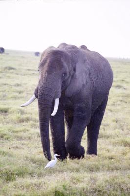 Elephant