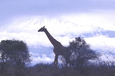 Giraffe
