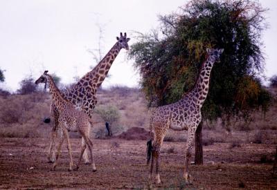 Giraffes