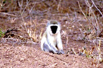 Vervet Monkey