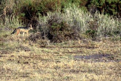 Carnivores