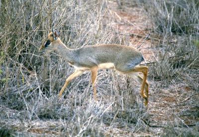 Dik-Dik