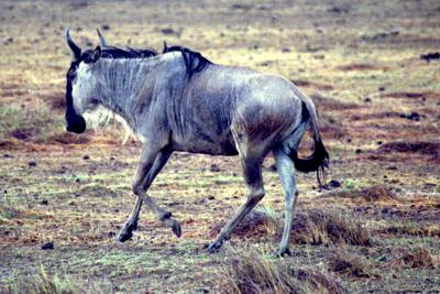 Wildebeast