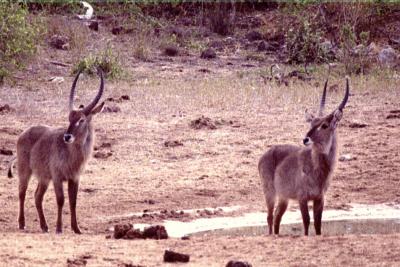 u17/mdbonh/medium/20298195.Waterbucks2.jpg