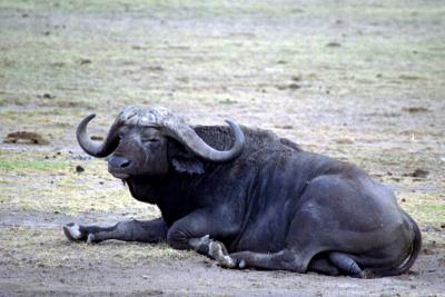 Cape Buffalo