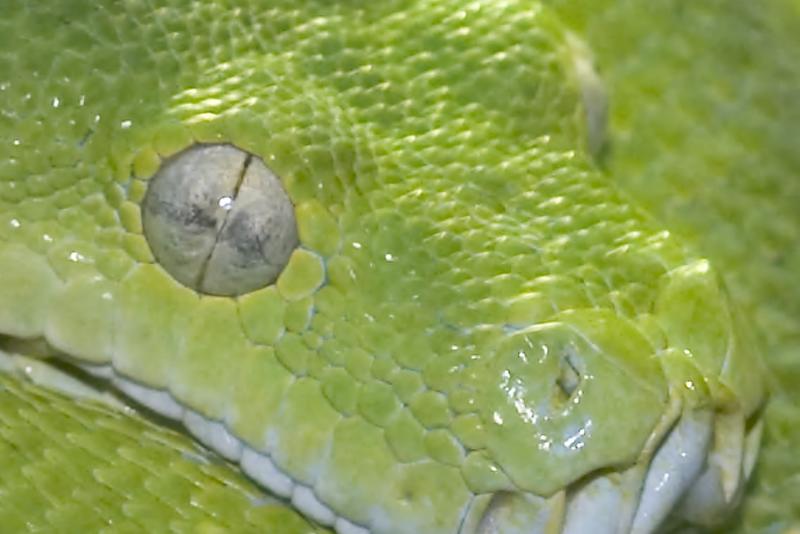 Python-EYE4703.jpg
