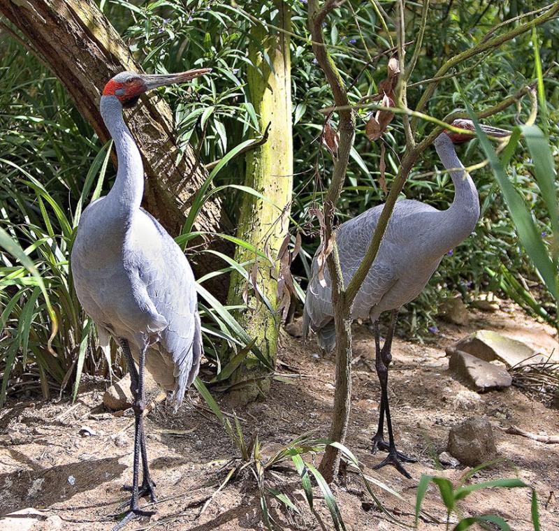 Brolga.jpg