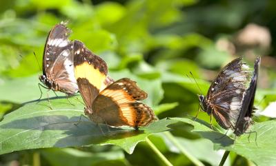 4-Butterflys-4478.jpg