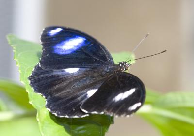 Butterfly-Black4461.jpg