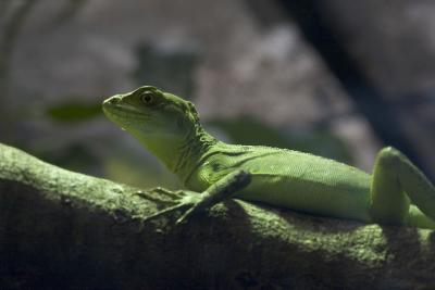 Skink-4696.jpg