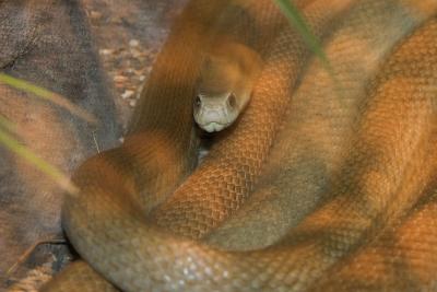 King Brown Snake-4698.jpg