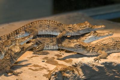 Crocs-4702.jpg