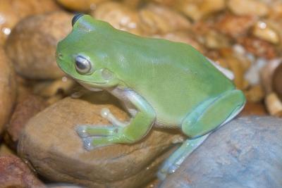 Green-Frog4680.jpg