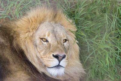 Lion-4678.jpg