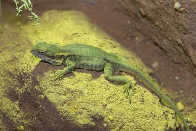 Lizard-4697.jpg