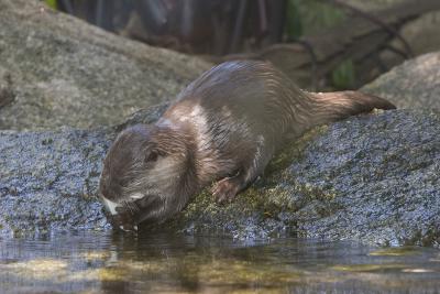 Otter-4517.jpg