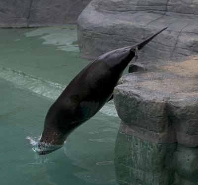 Seal splash.jpg
