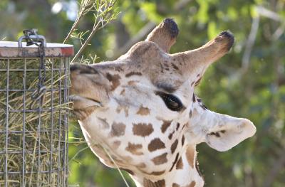 Giraffe-eating4672.jpg