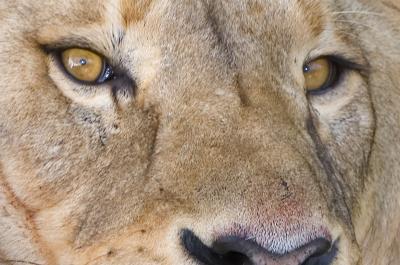 Lion-EYES-4678.jpg