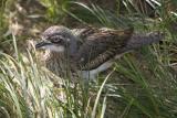 Bush Stone -curlew (Burhinus grallarius)